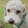 Parker the Poodle Mix