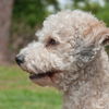 Parker the Poodle Mix