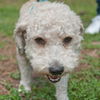 Parker the Poodle Mix