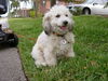 Parker the Poodle Mix