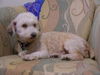 Parker the Poodle Mix