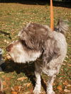 Pretzel the Poodle Mix