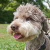 Pretzel the Poodle Mix