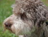 Pretzel the Poodle Mix