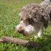 Pretzel the Poodle Mix