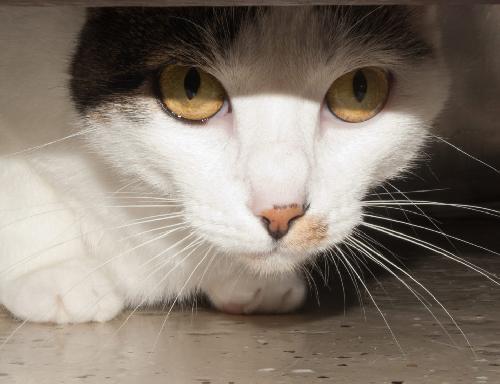 Sidney the