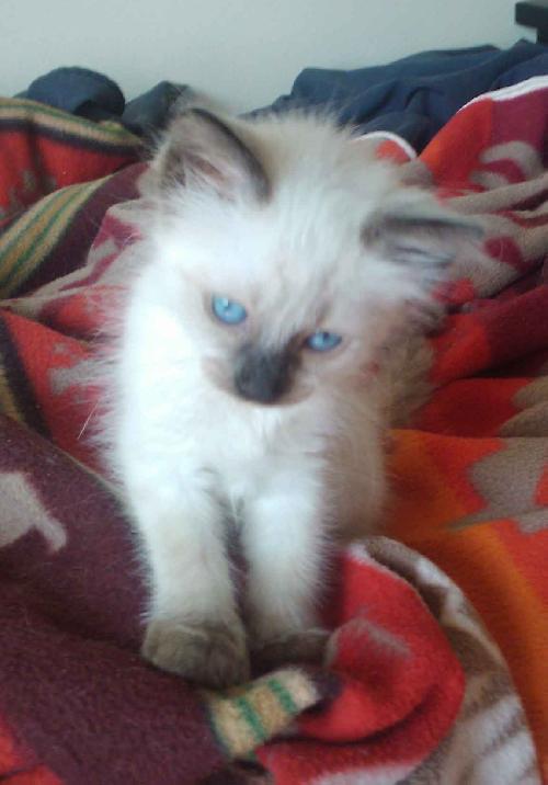 Remy the Kitten