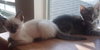 Tess the Kitten