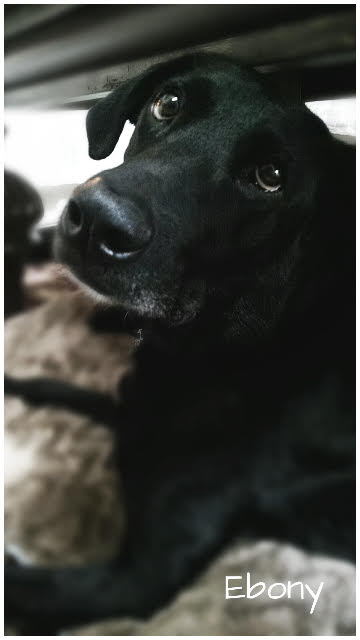 Ebony the Black Lab