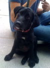 Ebony the Black Lab