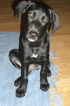 Ebony the Black Lab