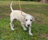 Ivory the Yellow Lab Puppy