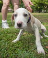 Ivory the Yellow Lab Puppy