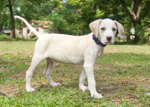 Ivory the Yellow Lab Puppy