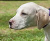 Ivory the Yellow Lab Puppy