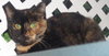 Rochelle