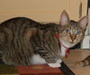 Flynn