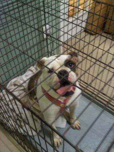 Sadie the Old English Bulldog