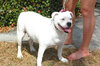 Cher the English Bulldog Diva