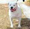 Cher the English Bulldog Diva