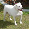 Cher the English Bulldog Diva