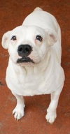 Cher the English Bulldog Diva