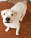 Cher the English Bulldog Diva