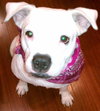 Cher the English Bulldog Diva