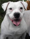 Cher the English Bulldog Diva