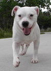 Cher the English Bulldog Diva