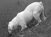 Cher the English Bulldog Diva