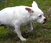 Cher the English Bulldog Diva
