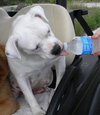 Cher the English Bulldog Diva
