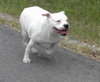 Cher the English Bulldog Diva