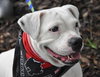 Cher the English Bulldog Diva