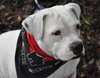 Cher the English Bulldog Diva
