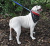 Cher the English Bulldog Diva