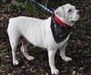 Cher the English Bulldog Diva