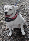 Cher the English Bulldog Diva