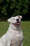 Cher the English Bulldog Diva