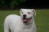 Cher the English Bulldog Diva