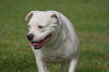 Cher the English Bulldog Diva