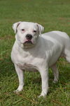 Cher the English Bulldog Diva