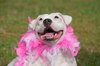 Cher the English Bulldog Diva