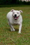 Cher the English Bulldog Diva