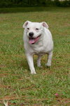 Cher the English Bulldog Diva