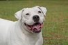 Cher the English Bulldog Diva