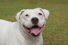Cher the English Bulldog Diva