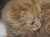 Skimble the Super Lap Maine Coon Mix