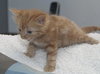 Skimble the Super Lap Maine Coon Mix